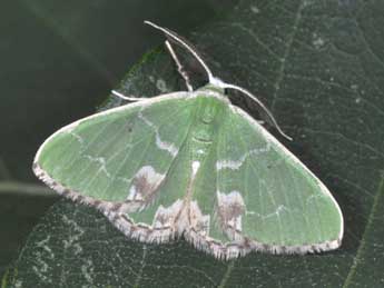 Comibaena bajularia D. & S. adulte - �Philippe Mothiron