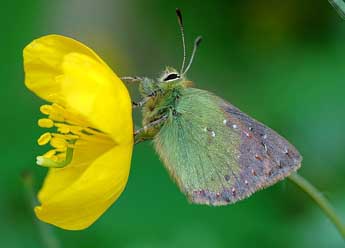 Tomares ballus F. adulte - �David Demerges