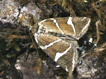 Deltote bankiana F. adulte - �Daniel Morel