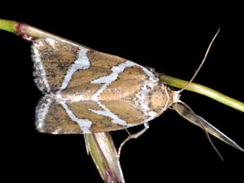 Deltote bankiana F. adulte - �Philippe Mothiron