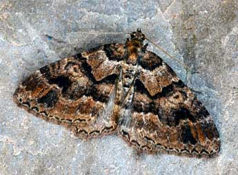 Catarhoe basochesiata Dup. adulte - �Daniel Morel