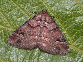 Catarhoe basochesiata Dup. adulte - �Philippe Mothiron