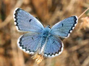 Pseudophilotes baton Brgstr. adulte - �Daniel Morel