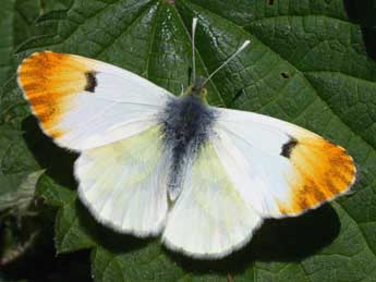 Anthocharis euphenoides Stgr adulte - �Serge Wambeke