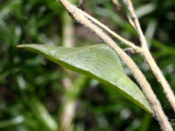  Chrysalide de Anthocharis euphenoides Stgr - �Serge Wambeke