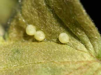  Oeuf de Euchalcia bellieri Kirby - �Gr�gory Guicherd