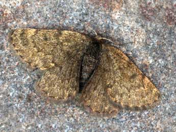 Psodos belzebuth Prav. adulte - �Daniel Morel