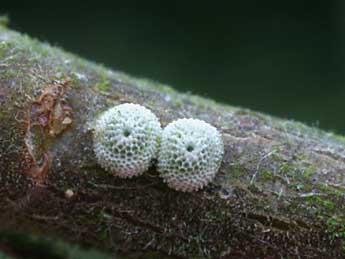  Oeuf de Thecla betulae L. - �Serge Wambeke