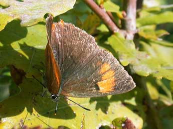 Thecla betulae L. adulte - �Philippe Mothiron