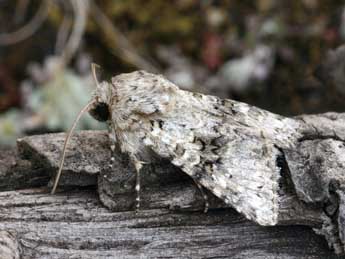 Hecatera weissi Draudt adulte - �Daniel Morel