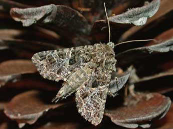 Hadena bicruris Hfn. adulte - �Herv� Guyot