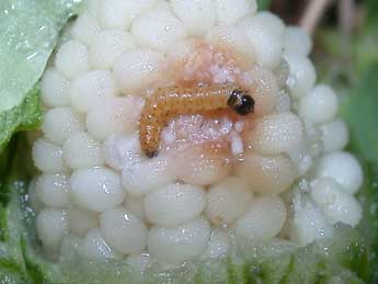  Chenille de Hadena bicruris Hfn. - �Philippe Mothiron