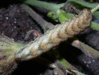  Chenille de Hadena bicruris Hfn. - �Philippe Mothiron