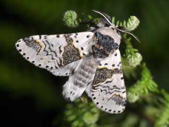 Furcula bicuspis Bkh. adulte - �Philippe Mothiron