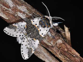 Furcula bicuspis Bkh. adulte - �Philippe Mothiron