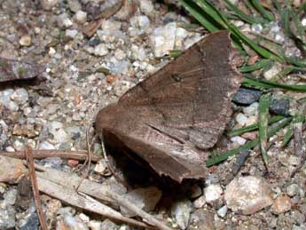 Odontopera bidentata Cl. adulte - �Philippe Mothiron