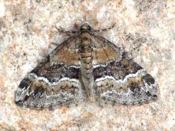 Perizoma bifaciata Hw. adulte - �Daniel Morel