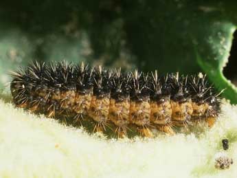  Chenille de Lerautia bifasciata Rbr - �Philippe Mothiron