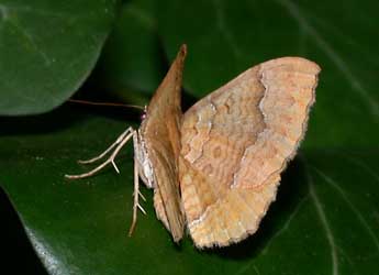 Camptogramma bilineata L. adulte - �Philippe Mothiron