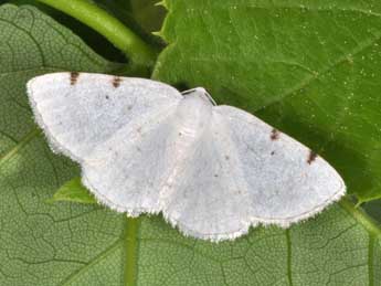 Lomographa bimaculata F. adulte - �Philippe Mothiron