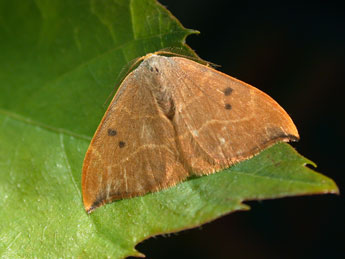 Watsonalla binaria Hfn. adulte - �Philippe Mothiron