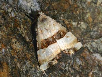 Pseudozarba bipartita H.-S. adulte - �Patrick Rosset