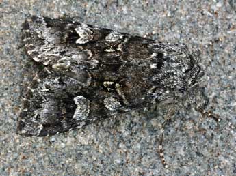 Papestra biren Gze adulte - �Daniel Morel