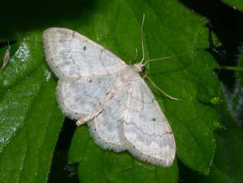 Idaea biselata Hfn. adulte - �Philippe Mothiron