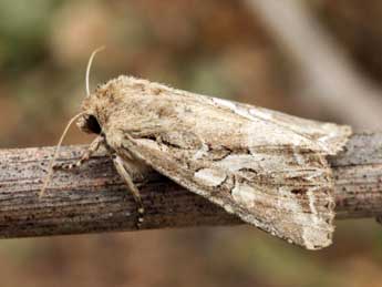 Lacanobia blenna Hb. adulte - �Daniel Morel