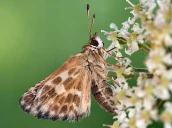 Muschampia baeticus Rbr adulte - �Daniel Morel