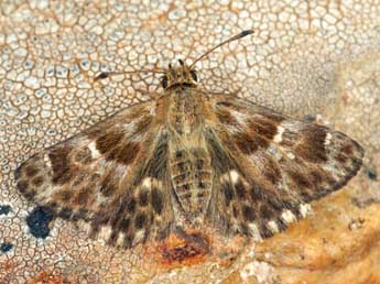 Muschampia baeticus Rbr adulte - �Daniel Morel