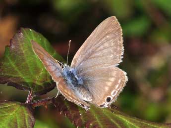 Lampides boeticus L. adulte - �Philippe Mothiron