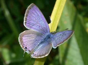 Lampides boeticus L. adulte - �Philippe Mothiron