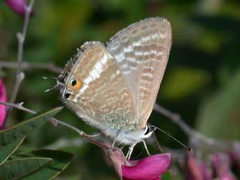 Lampides boeticus L. adulte - �Philippe Mothiron