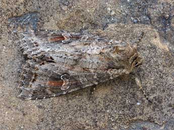 Polia bombycina Hfn. adulte - �Daniel Morel