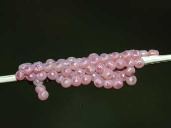  Oeuf de Polia bombycina Hfn. - �St�phane Grenier