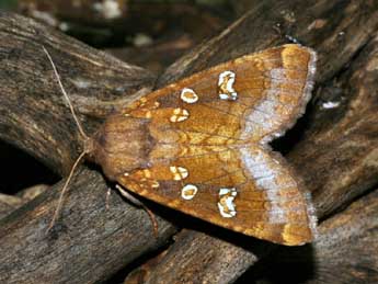 Gortyna borelii Pierret adulte - �Daniel Morel