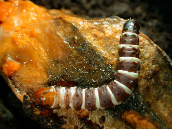  Chenille de Gortyna borelii Pierret - �Philippe Mothiron