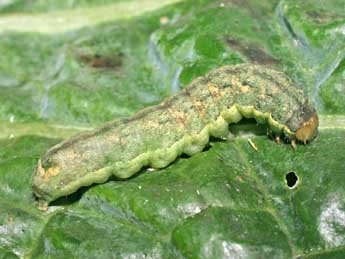  Chenille de Mamestra brassicae L. - �Serge Wambeke