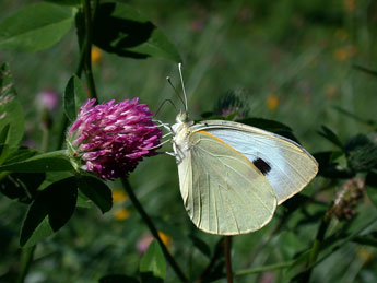Pieris brassicae L. adulte - �Philippe Mothiron
