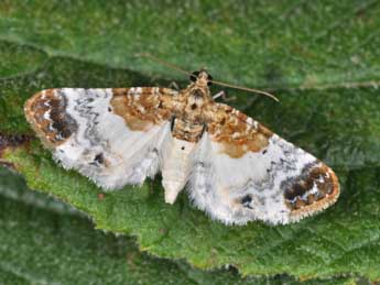 Eupithecia breviculata Donz. adulte - �Philippe Mothiron