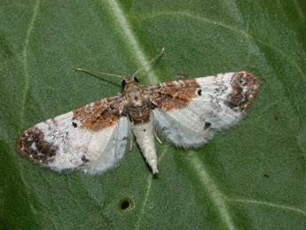Eupithecia breviculata Donz. adulte - �Philippe Mothiron