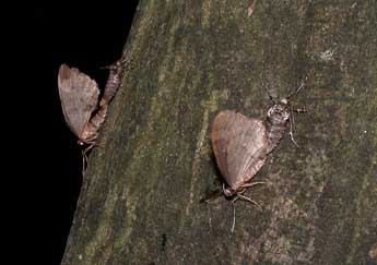 Operophtera brumata L. adulte - �Philippe Mothiron