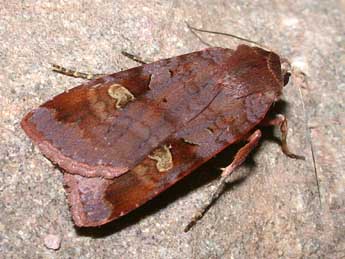 Diarsia brunnea D. & S. adulte - �Philippe Mothiron