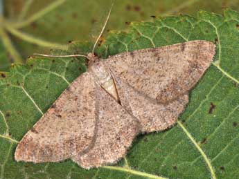 Selidosema brunnearia Vill. adulte - �Philippe Mothiron