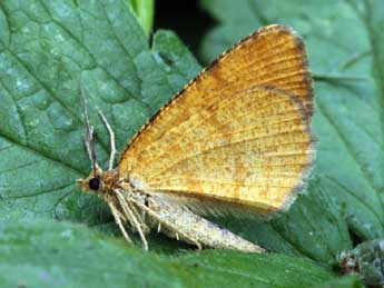 Macaria brunneata Thnbg adulte - �Daniel Morel