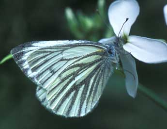 Pieris bryoniae Hb. adulte - �Tristan Lafranchis