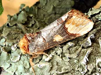 Phalera bucephaloides O. adulte - �Daniel Morel