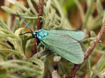 Jordanita budensis Spey. & Spey. adulte - �Daniel Morel