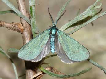 Jordanita budensis Spey. & Spey. adulte - �Lionel Taurand